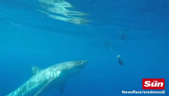 遊客海底冒險　大白鯊撞穿鐵籠險遭吞