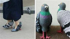 鴿子,高跟鞋,造型,外型,鞋子,女鞋,動物
（圖／翻攝自爆料公社）