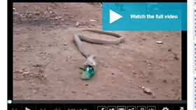 眼鏡蛇吃太飽？竟吐出空寶特瓶（圖／翻攝自《Mail Online》）