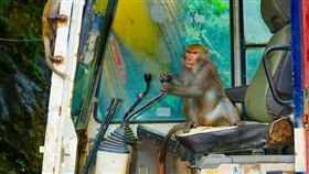 猴子操作挖土機。圖/翻攝自爆料公社