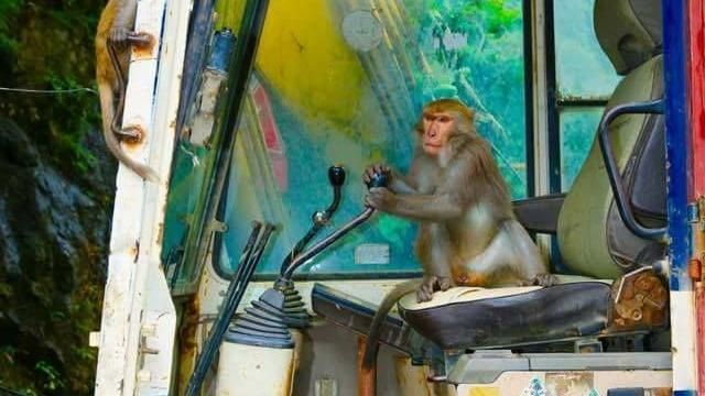 讓專業的來！猴子秀神技操作挖土機