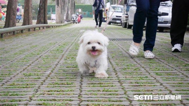 桃猿愛PET趴　試辦球場寵物蹓躂區