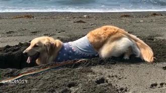 影／阿金化身挖土機　終於挖到寶啦！