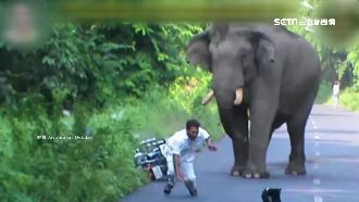 不發威當我好欺負？男惹毛大象遭攻擊