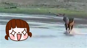 小象.象.獅子,叢林,生存法則,適者生存,勇敢,霸凌,社會問題,父母　圖／翻攝自The Dodo臉書影片https://goo.gl/l6rLr3