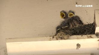 燕子築巢吉祥　這些動物上門恐帶厄運