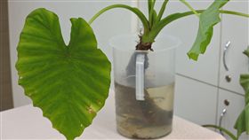 姑婆芋（圖／食藥署提供）