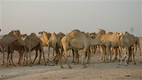 駱駝

https://www.flickr.com/photos/the_bally/92204470/in/photolist-99zbf-pyzhjJ-oYKgJE-6PAJnk-5dJdPN-tRrga-6TvGLn-7PHN3i-UVV8o8-Es3qoB-oKLEcN-884Qe3-cBakxE-6AkGWb-6rLF8Y-6isVL-4mdPyF-6UqzW8-7eEqE-pLVfL