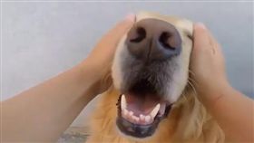 黃金,狗,寵物,萌,愛上毛們,毛孩,吃醋
(圖片來源:ig@iheartjakeandzoey)