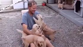 黃金,狗,寵物,萌,愛上毛們,毛孩,爆衝
(圖片來源:ig@puppytrip)