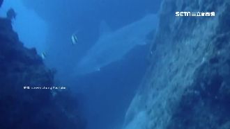 潛水驚見鯊魚！恆春、小琉球海域現蹤