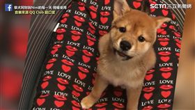 柴犬阿財超聰明。
