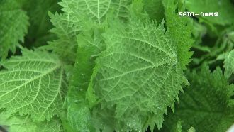 水煮、冰鎮去毒　「咬人貓」也能入菜