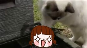  貓,佛心,解救,魚,尼莫,小丑魚,伸手　圖／翻攝自臉書https://goo.gl/msJqeo