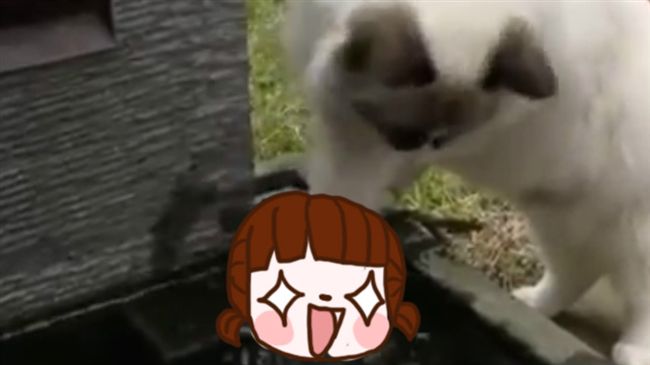 Q萌小貓見擱淺尼莫　竟佛心解救牠