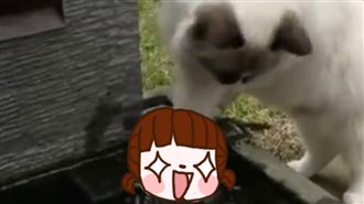 Q萌小貓見擱淺尼莫　竟佛心解救牠