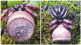 ▲里氏盤腹蛛,蛛圓章。（圖／翻攝自華西都市報）