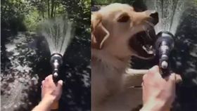 狗,毛小孩,汪星人,喝水,口渴,散熱,UNILAD　圖／翻攝自UNILAD