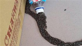 蟲,黑翅蕈蚋幼蟲,蕈蚋,噁,爆料公社,可怕,密集恐懼症,寶特瓶-翻攝自臉書爆料公社