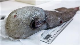 澳洲,科學家,研究,深海,魚,生物,無臉怪魚,海域,眼睛
（圖／翻攝自推特）