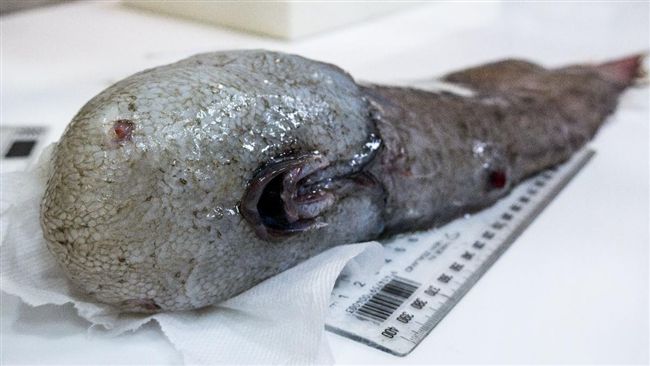 澳洲捕獲新生物　科學家：無臉怪魚
