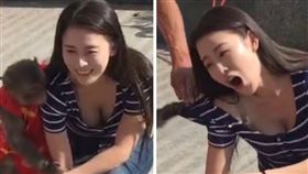 猴子,襲胸,新野猴戲,河南,正妹,摸奶
（圖／翻攝自梨視頻）