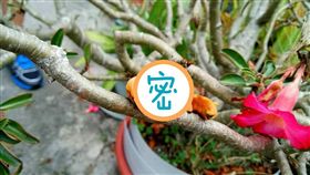 蜘蛛人,鋼鐵人,毛蟲,花色,自然,生物,夾竹桃天蛾,幼蟲
（圖／翻攝自爆料公社）