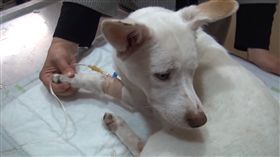 可惡！懷孕母狗下體遭蘿蔔爆插　搶救後苦撐6週仍不治身亡
圖／翻攝自sinan kabatepe YouTube
https://www.youtube.com/watch?v=2mP28pxX4aI