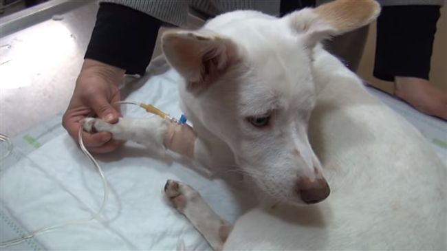 蘿蔔狠插母狗下體　搶救後仍不治身亡