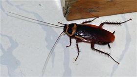 蟑螂
flickr-David and Jessie
https://www.flickr.com/photos/74568056@N00/3885767820/