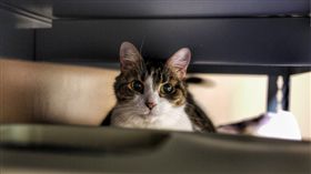 貓咪、喵星人／flickr／5chw4r7z／https://flic.kr/p/UCxNbt