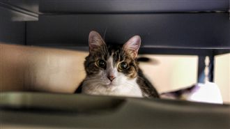 小貓車下躲貓貓　原因可能有這些