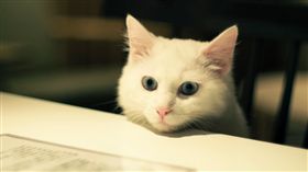 貓咪、喵星人／flickr／torne (where's my lens cap?)／https://flic.kr/p/eajjvh