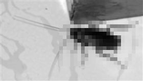 蟑螂(馬賽克) flickr-David and Jessie https://www.flickr.com/photos/74568056@N00/3885767820/