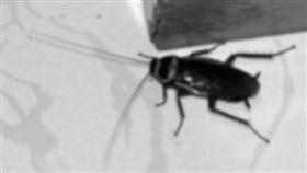 蟑螂（圖經黑白、模糊處理）flickr-David and Jessie https://www.flickr.com/photos/74568056@N00/3885767820