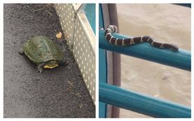  真實版《諾亞方舟》（圖／翻攝自爆料公社臉書）