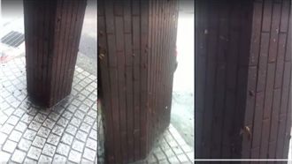 水淹東區引蟑螂搬家　這影片逼瘋網友