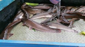 雲林大雨蘇治芬抓土虱（圖／翻攝自蘇治芬臉書）