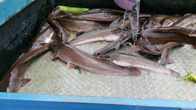 民趁雨抓土虱　她讚「鄉間奇景」挨轟