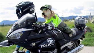 流浪犬重生　加入警察局帥氣騎重機！