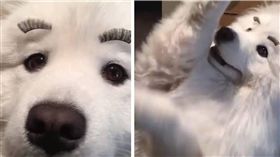 寵物,新奇,毛小孩,汪星人,狗,假睫毛