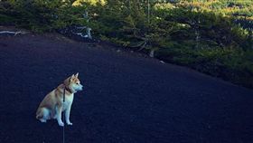 就是要睡覺！史上最懶柴犬現身　到哪都要睡飼主大傻眼（圖／翻攝自《@always_with_yu》Instagram）