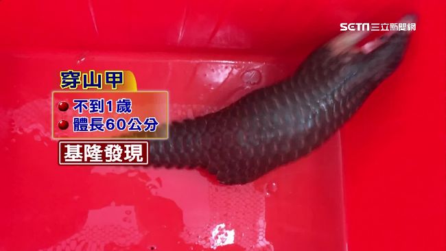 溪水暴漲　穿山甲竟客串「奇幻漂流」