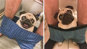 毛小孩,狗,寵物,巴哥,跟屁蟲,蹲馬桶,廁所,四角褲
（圖／翻攝自boardpanda）