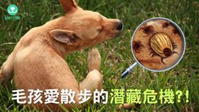 圖／PetTalk影片資料照