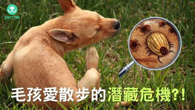 毛孩愛散步的潛藏危機？