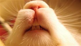 寵物滔客(圖片版權屬於滔客線上雜誌)