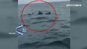 K墾丁有海豚2400