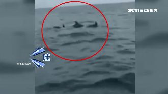 海豚現蹤墾丁後壁湖　遊客幸運目擊