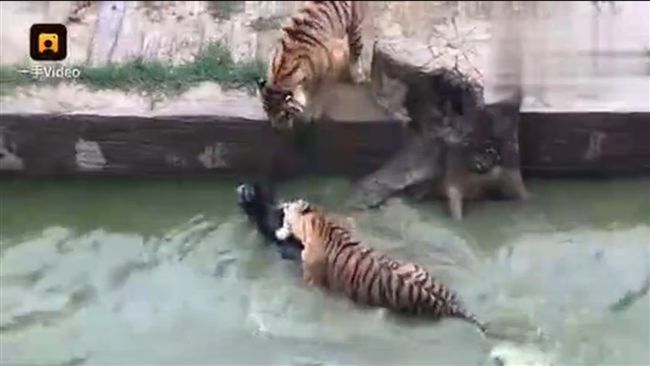 動物園用活驢餵老虎　獵殺過程超血腥
